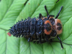 Aiolocaria hexaspilota
