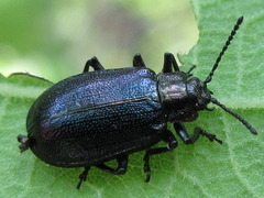 Gastrolina thoracica