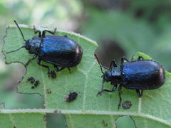 Gastrolina thoracica
