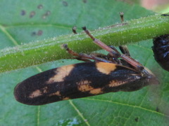 Takagia lugubris