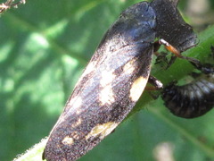 Takagia lugubris