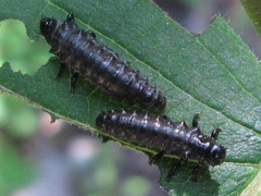 Gastrolina thoracica