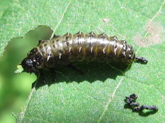 Gastrolina thoracica