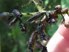 Gastrolina thoracica