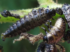 Gastrolina thoracica