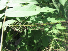 Gastrolina thoracica