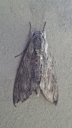 Convolvulus Hawkmoth