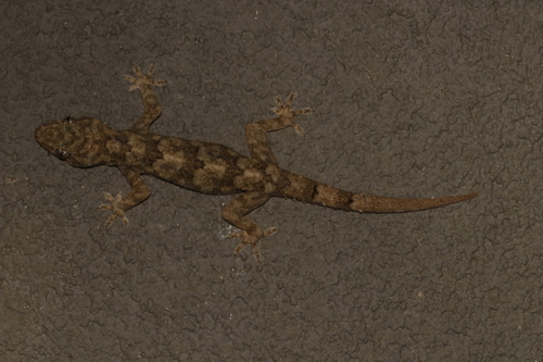 Tropical House Gecko