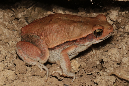 African Red Toad