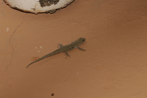 Angulate dwarf gecko