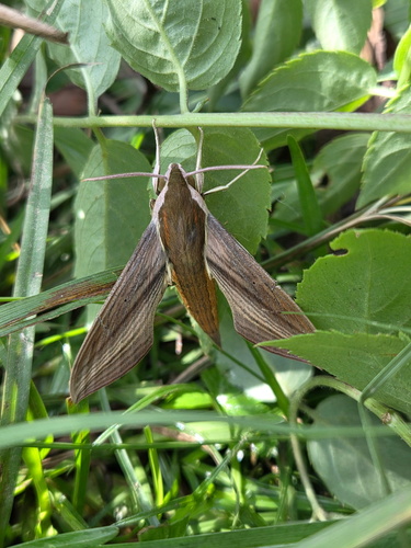 Tersa Sphinx