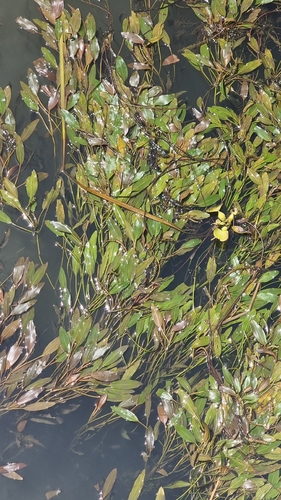 Longleaf Pondweed