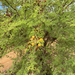 Acacia nilotica