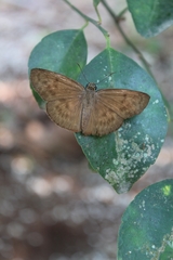 Achlyodes