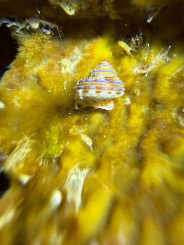 Calliostoma supragranosum observed 2026-08-10