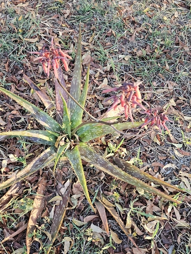 Aloe kilifiensis