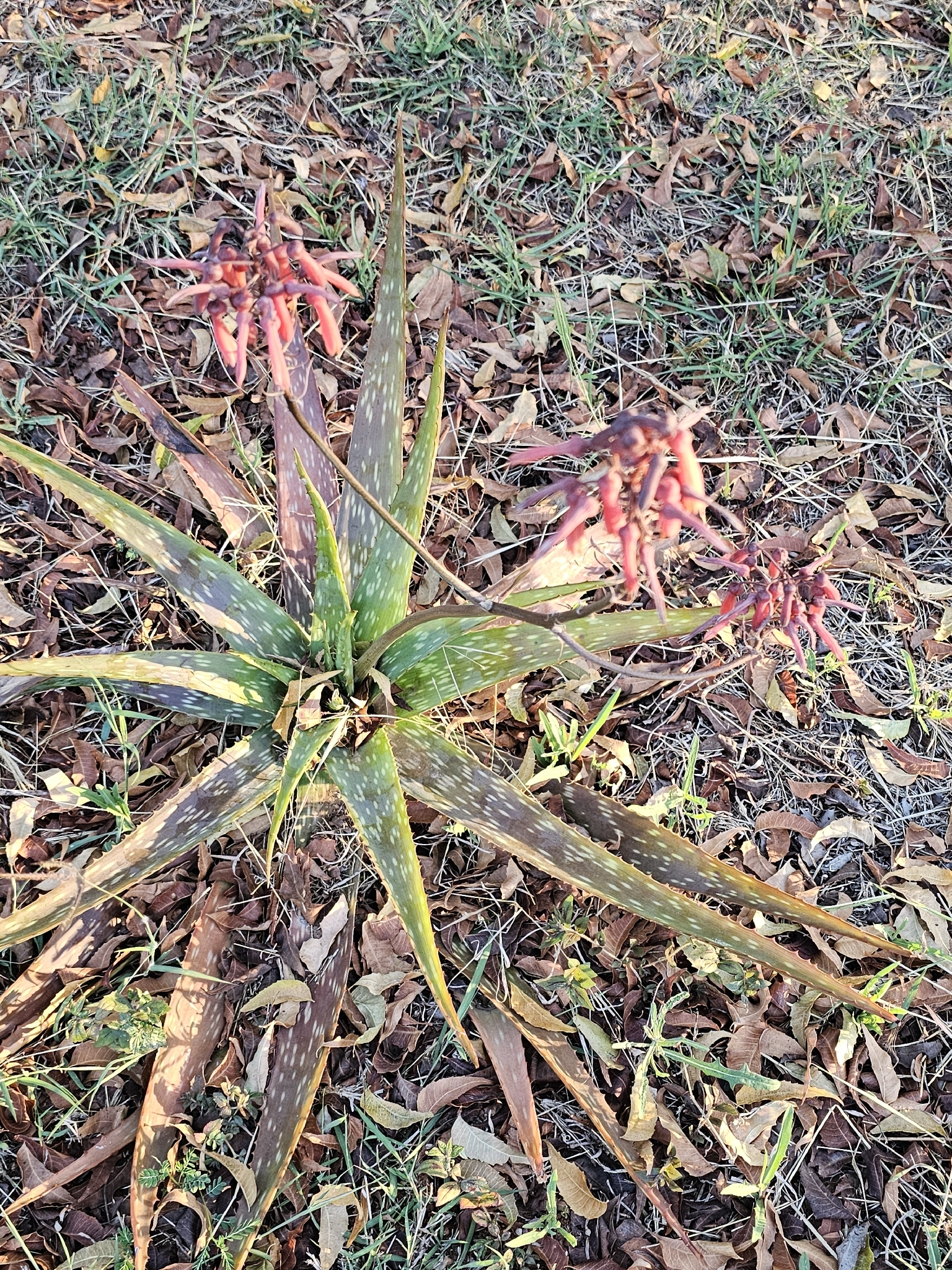 Aloe kilifiensis