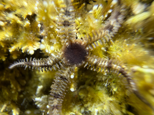 Ophiopteris papillosa observed 2026-08-10