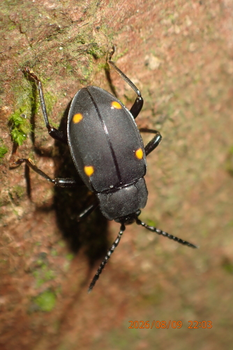 Eumorphus, 2026-08-09