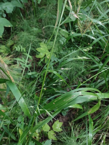 Giant Fescue