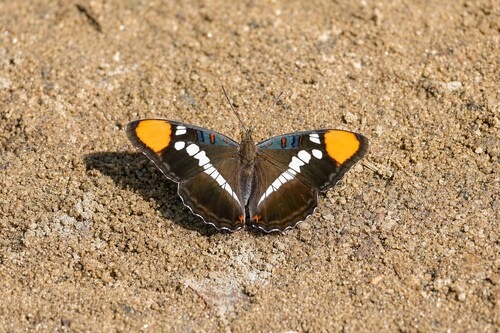 iNaturalist observation photo of California Sister