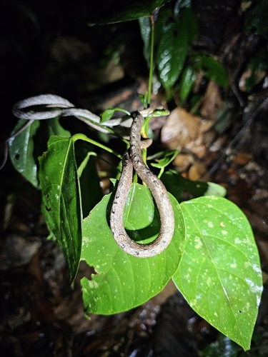 (Brown or) Red Whip Snake, Dryophiops rubescens