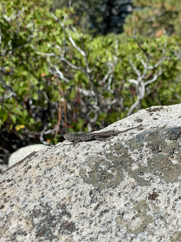 iNaturalist observation photo of Sierra Fence Lizard