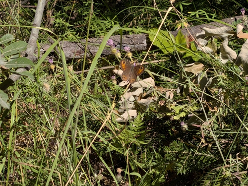 Large Wall Brown