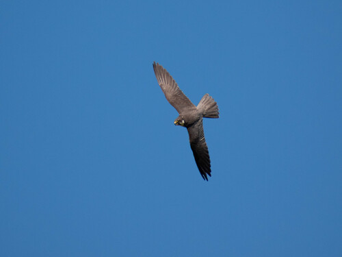 Eurasian Hobby