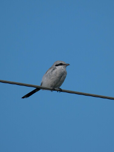 Great Gray Shrike