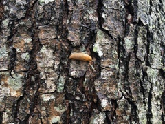 Arion fasciatus
