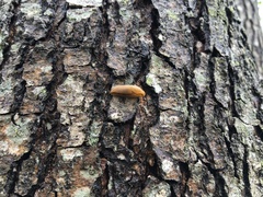 Arion fasciatus