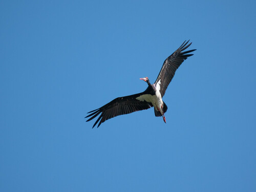 Black Stork