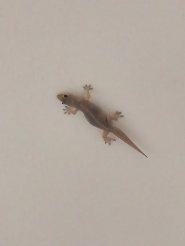 Oriental House Gecko