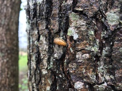 Arion fasciatus