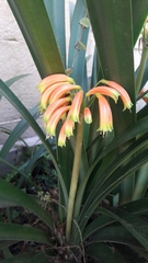 Clivia gardenii