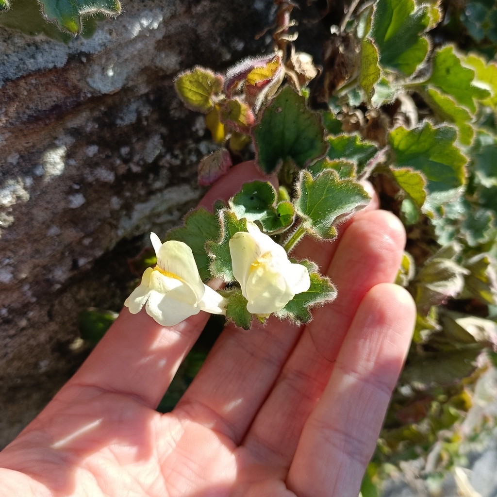 Asarina procumbens; photograph (c) Adam Leigh, some rights reserved (CC BY)
