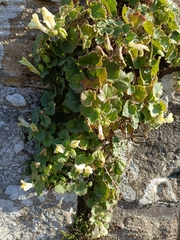 (c) Adam Leigh, some rights reserved (CC BY) Asarina procumbens, photograph (c) Adam Leigh, some rights reserved (CC BY)