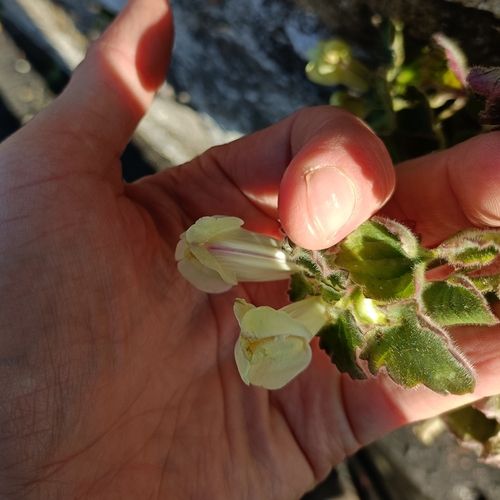 Asarina procumbens, photograph 3