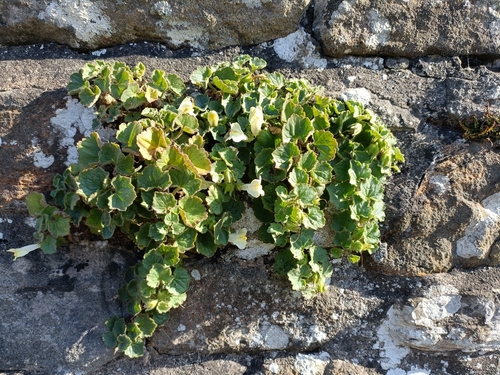 Asarina procumbens, photograph 4