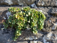 (c) Adam Leigh, some rights reserved (CC BY) Asarina procumbens, photograph (c) Adam Leigh, some rights reserved (CC BY)
