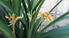 Clivia gardenii
