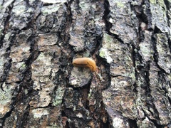 Arion fasciatus