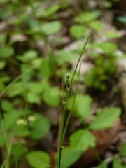 Carex radiata