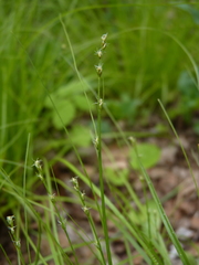 Carex radiata