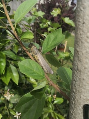 Anacridium aegyptium