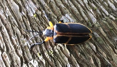 Mecistomela marginata