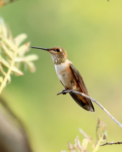 Rufous Hummingbird