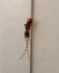 Stenhomalus taiwanus