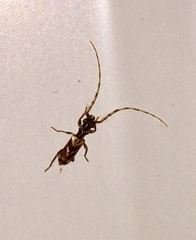 Stenhomalus taiwanus